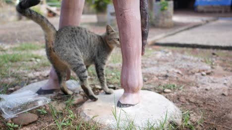 Nahaufnahme-der-niedlichen-Katzen-sind-ihr-eigenes-Fell-Reinigung.