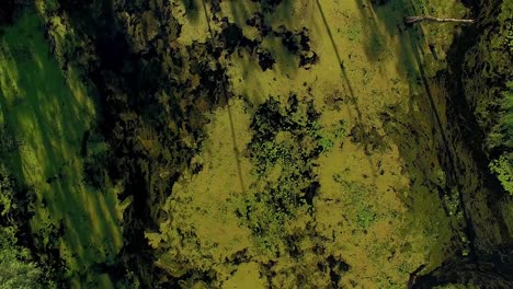 slow-motion-of-cormorant-fly-above-the-overgrown-pond