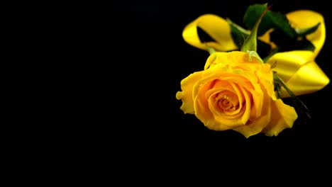 The-falling-rose-and-satin-ribbon-on-a-black-background.-Slow-motion.