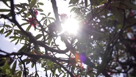 Sun-shining-through-brunches