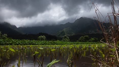 Taro-campo-Hanalei-Valle-Kauai-Hawaii-Time-Lapse