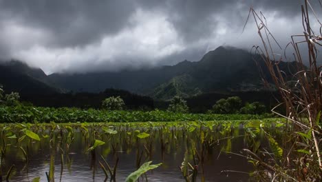 Taro-Feld-Hanalei-Tal-Kauai-Hawaii-Zeitraffer