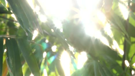 Blurred--bamboo--leaves-with-sunlight-in-Chiangmai-Thailand