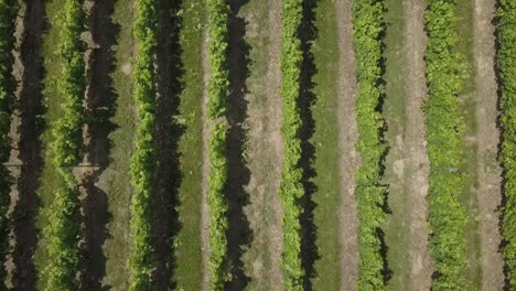 Luftaufnahme,-die-schöne-Landschaft-Bordeaux-Weinberg-bei-Sonnenaufgang,-Film-von-Drohne-im-Sommer