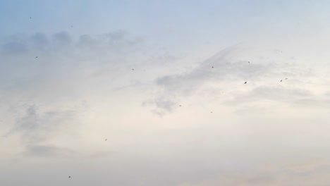 Flying-birds-on-the-sky-in-4k-slow-motion-60fps