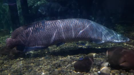 Arapaima-gigas-en-estanques-de-peces,-es-uno-de-los-mayores-peces-de-agua-dulce