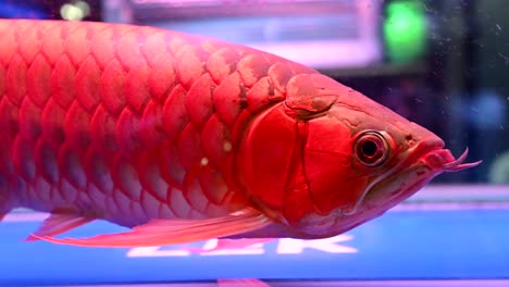 4K-Arowana-peces-nadar-que-muestra-escala-hermoso-y-brillante-es-pez-de-buena-suerte