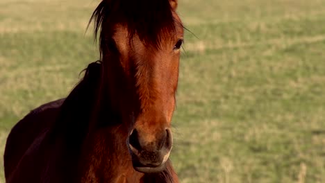 Jóvenes-caballos-mirada