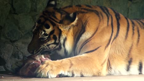 Der-Tiger-nagt-ein-großes-Stück-Fleisch.-Zoo.-Close-up