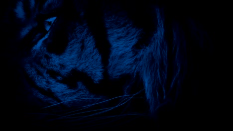 Tiger-Face-Closeup-At-Night