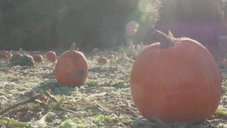 Sunny-Morning-Close-up-Pumpkins-With-Fog-Swirling-Sun-Flare