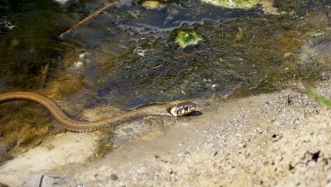 Ringelnatter,-kriechen-in-den-Fluss.-Slow-Motion