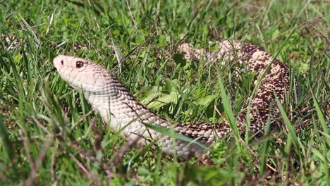 Serpiente-de-pino-norte-moviéndose-a-través-de-la-hierba