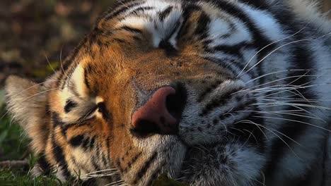 El-tigre-siberiano-está-descansando