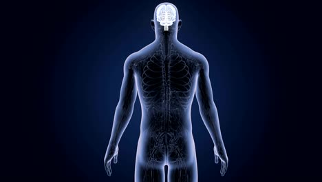 Human-Brain-with-Circulatory-system