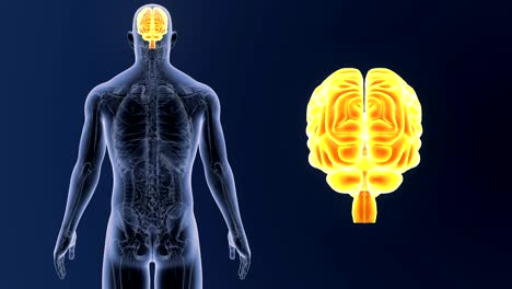 Zoom-de-cerebro-humano-Anatomía