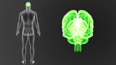 Human-Brain-zoom-with-Circulatory-system