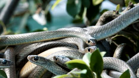 Oriental-rat-snakes