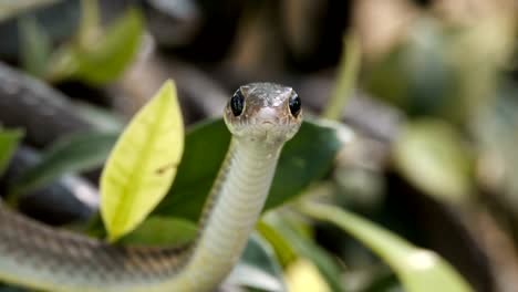 Oriental-rat-snakes