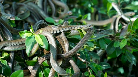 Buff-gestreiften-keelback