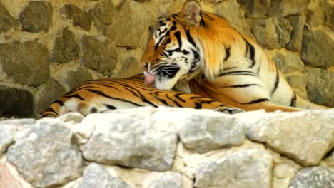 Siberian-Tiger-lying