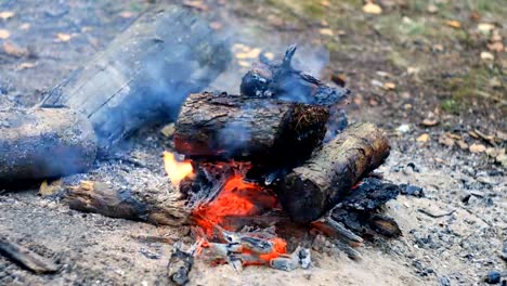 Lagerfeuer-im-Wald-im-Sommer.-Timelapse