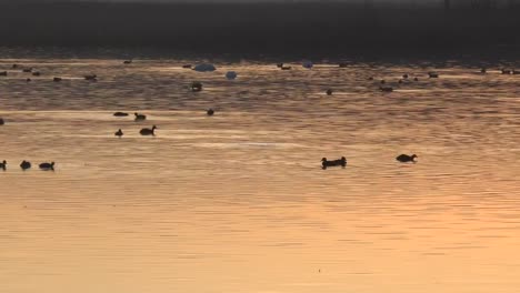 Enten-auf-einem-See-im-Sonnenuntergang-England-4K