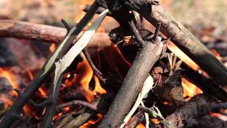 Burning-in-the-forest-bonfire-from-dry-twigs