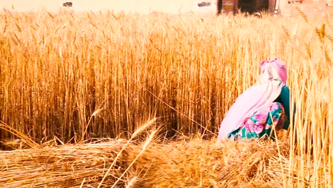 Women-Cutting-wheat-with-sickle