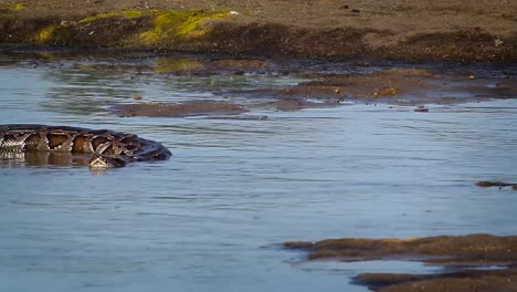 Asiatische-Python-in-Bardia-Nationalpark,-Nepal