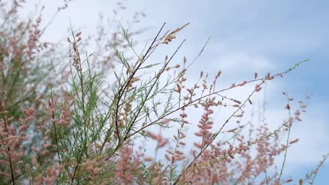 sea,-leaves-and-clouds-time-lapse