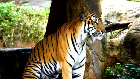 El-tigre-de-Bengala-descansando-en-el-bosque