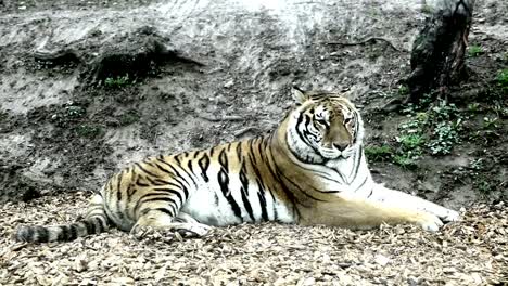 Bengal-Tiger-sitzen