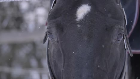 SLOW-MOTION,-MACRO:-Adult-brown-horse-looking-around-the-snowy-countryside.