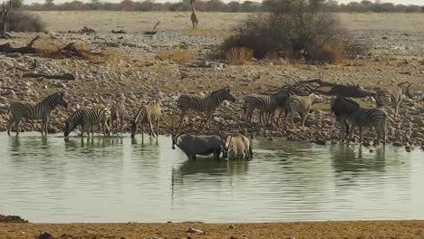 Etosha-Pool-mit-Zebras-und-oryxes