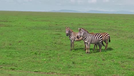 Zebras-auf-dem-Rasen