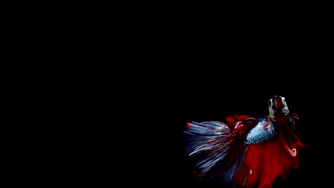 Super-slow-motion-of-vibrant-Siamese-fighting-fish-(Betta-splendens),-well-known-name-is-Plakat-Thai,-Betta-is-a-species-in-the-gourami-family