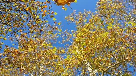 Coloridas-hojas-de-un-árbol-plano-están-cayendo-al-suelo-en-otoño,-loopable