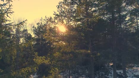 Drone-shot-flying-up-in-fir-tree-forest.-Aerial-view-of-winter-landscape-woods