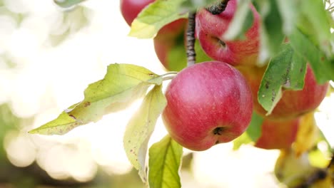 Red-apples-on-the-tree