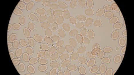 El-movimiento-de-la-sangre-bajo-un-microscopio