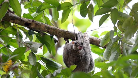 adult-colugo