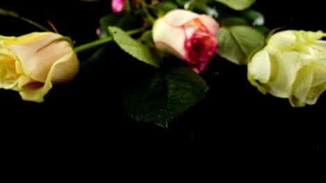 The-falling-rose-and-satin-ribbon-on-a-black-background.-Slow-motion.