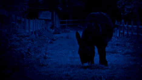 Donkey-Grazing-At-Night