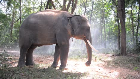 Junger-Elefant-ist-Schmutz-in-den-Dschungel-zu-spielen-genießen.