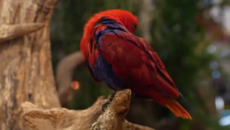 Macore-Bird-Hold-on-tree-branch.-Beautiful-macore-Parrot-bird-standing-on-a-wooden.