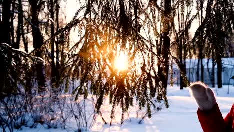 Woman-hand-in-a-mitten-shakes-snow-from-a-spruce-branch,-a-hand-beats-along-a-fluffy-branch-at-sunset,-slow-motion