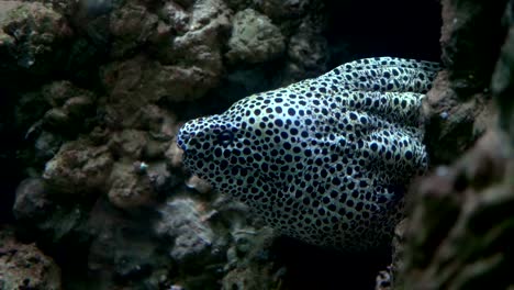 Laced-moray-breathing-in-the-water-in-4k-slow-motion-60fps