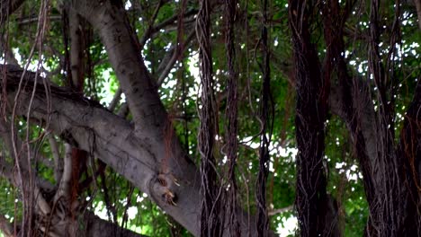 Large-banyan-tree-in-Hawaii-in-slow-motion-180fps