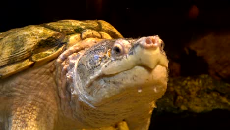 Common-snapping-turtle-in-4k-slow-motion-60fps